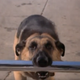 Image for article titled Time To Watch That Clip Of A Bionic Dog Grabbing A Volkswagen By The Bumper